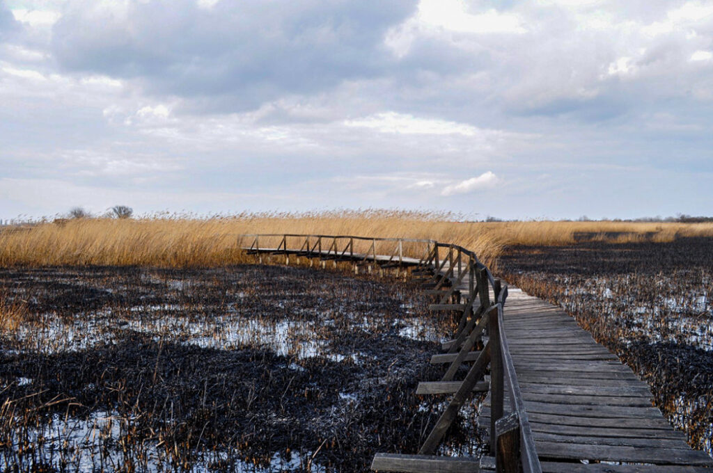 Farmosi Madárvárta